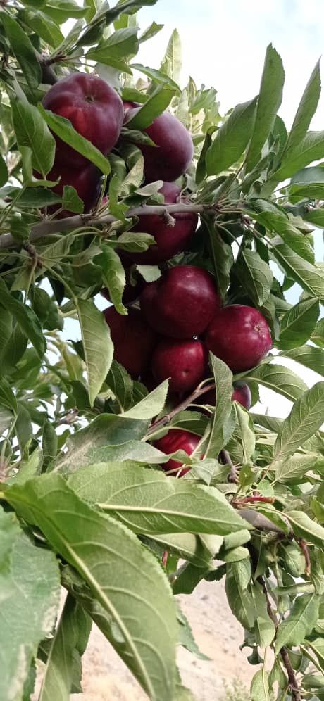 میدان تره بار حجره۱۵